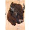 Image 2 : BUFFALO or BISON Shoulder Mount