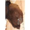 Image 8 : BUFFALO or BISON Shoulder Mount