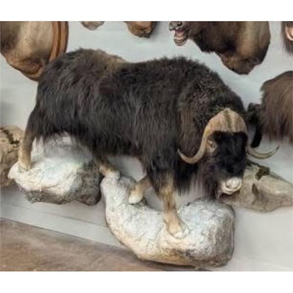 Huge Life-sized MUSK OX on a Simulated Rock Base