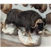 Image 1 : Huge Life-sized MUSK OX on a Simulated Rock Base