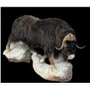 Image 2 : Huge Life-sized MUSK OX on a Simulated Rock Base