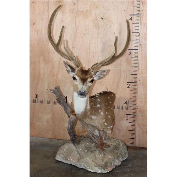 AXIS DEER In Velvet Pedestal Mount