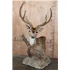 Image 1 : AXIS DEER In Velvet Pedestal Mount