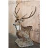 Image 2 : AXIS DEER In Velvet Pedestal Mount