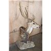 Image 3 : AXIS DEER In Velvet Pedestal Mount