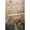 Image 8 : AXIS DEER In Velvet Pedestal Mount
