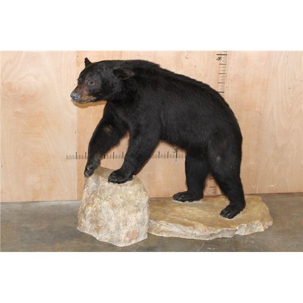 Life-sized BLACK BEAR on a 2 Piece Fiberglass Base with All its Claws