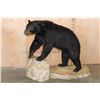 Image 1 : Life-sized BLACK BEAR on a 2 Piece Fiberglass Base with All its Claws