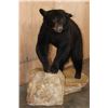 Image 2 : Life-sized BLACK BEAR on a 2 Piece Fiberglass Base with All its Claws