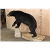 Image 3 : Life-sized BLACK BEAR on a 2 Piece Fiberglass Base with All its Claws