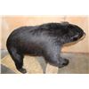 Image 8 : Life-sized BLACK BEAR on a 2 Piece Fiberglass Base with All its Claws
