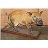 Image 1 : Life-sized RED RIVER HOG on a Wood Base