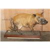 Image 2 : Life-sized RED RIVER HOG on a Wood Base