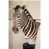 Image 4 : ZEBRA Pedestal Mount