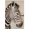 Image 9 : ZEBRA Pedestal Mount