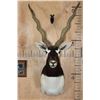 Image 2 : Big BLACKBUCK Shoulder Mount with an SCI Gold Award Plaque