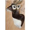 Image 8 : Big BLACKBUCK Shoulder Mount with an SCI Gold Award Plaque