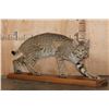 Image 1 : Life-sized BOBCAT on a Wood Plaque Base