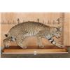 Image 2 : Life-sized BOBCAT on a Wood Plaque Base