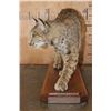 Image 8 : Life-sized BOBCAT on a Wood Plaque Base
