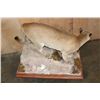 Image 8 : Life-sized MOUNTAIN LION or COUGAR on a Simulated Rock Habitat Base