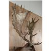 Image 10 : XXL 21-Point Chocolate FALLOW DEER Wall Pedestal Mount