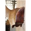 Image 11 : XXL 21-Point Chocolate FALLOW DEER Wall Pedestal Mount