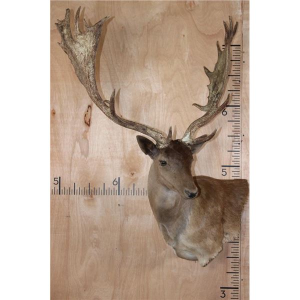 XXL 21-Point Chocolate FALLOW DEER Wall Pedestal Mount