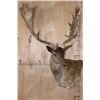 Image 1 : XXL 21-Point Chocolate FALLOW DEER Wall Pedestal Mount