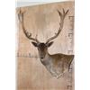 Image 2 : XXL 21-Point Chocolate FALLOW DEER Wall Pedestal Mount