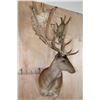 Image 3 : XXL 21-Point Chocolate FALLOW DEER Wall Pedestal Mount