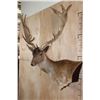 Image 4 : XXL 21-Point Chocolate FALLOW DEER Wall Pedestal Mount