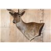 Image 5 : XXL 21-Point Chocolate FALLOW DEER Wall Pedestal Mount