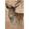 Image 6 : XXL 21-Point Chocolate FALLOW DEER Wall Pedestal Mount