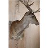 Image 7 : XXL 21-Point Chocolate FALLOW DEER Wall Pedestal Mount