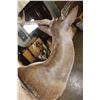 Image 8 : XXL 21-Point Chocolate FALLOW DEER Wall Pedestal Mount