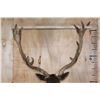 Image 9 : XXL 21-Point Chocolate FALLOW DEER Wall Pedestal Mount