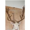 Image 10 : Big 25-Point White FALLOW DEER Wall Pedestal Mount