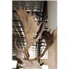 Image 11 : Big 25-Point White FALLOW DEER Wall Pedestal Mount
