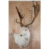 Image 1 : Big 25-Point White FALLOW DEER Wall Pedestal Mount