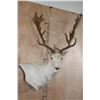 Image 2 : Big 25-Point White FALLOW DEER Wall Pedestal Mount