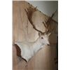 Image 3 : Big 25-Point White FALLOW DEER Wall Pedestal Mount