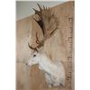 Image 4 : Big 25-Point White FALLOW DEER Wall Pedestal Mount