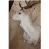 Image 5 : Big 25-Point White FALLOW DEER Wall Pedestal Mount