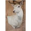 Image 6 : Big 25-Point White FALLOW DEER Wall Pedestal Mount