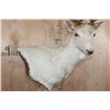 Image 7 : Big 25-Point White FALLOW DEER Wall Pedestal Mount