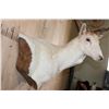 Image 8 : Big 25-Point White FALLOW DEER Wall Pedestal Mount
