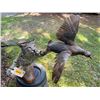 Image 2 : Life-sized Leaping BOBCAT Fighting a CHUKAR PARTRIDGE Mounted on a Wood Base