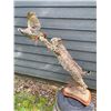 Image 8 : Life-sized Leaping BOBCAT Fighting a CHUKAR PARTRIDGE Mounted on a Wood Base