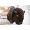 Image 1 : XL BUFFALO or BISON Shoulder Mount